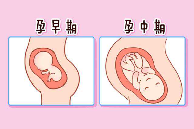 怀孕两个月时，胎儿的大小如何?